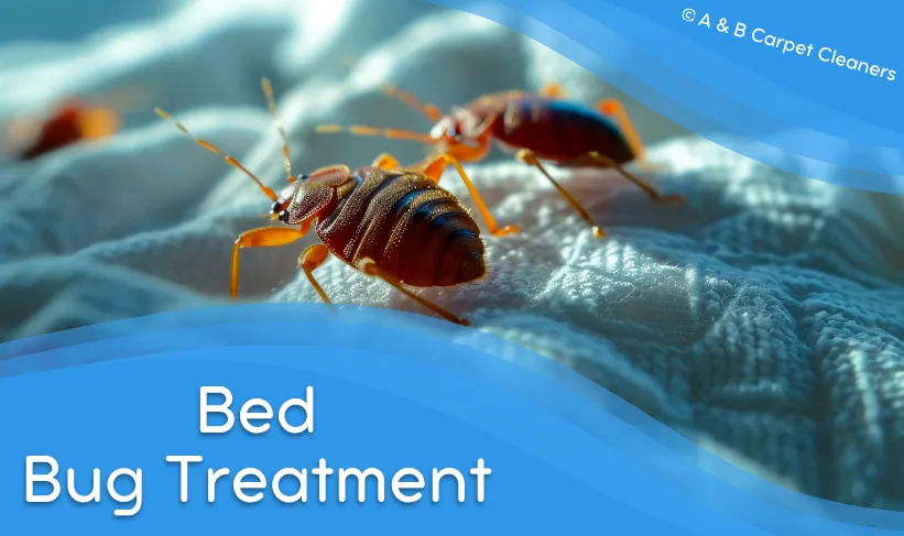 Professional Bed Bug Treatment service